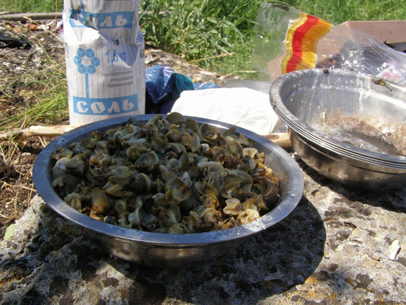 Улитка виноградная